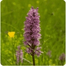 Una delle numerose orchidee selvatiche presenti sulle Alpi Apuane